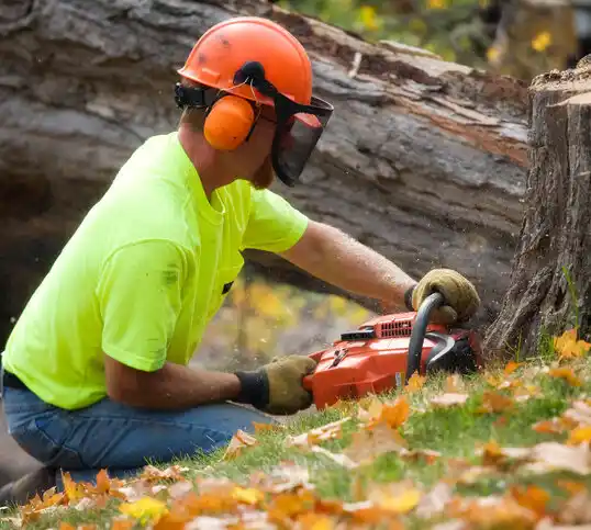 tree services Overlea